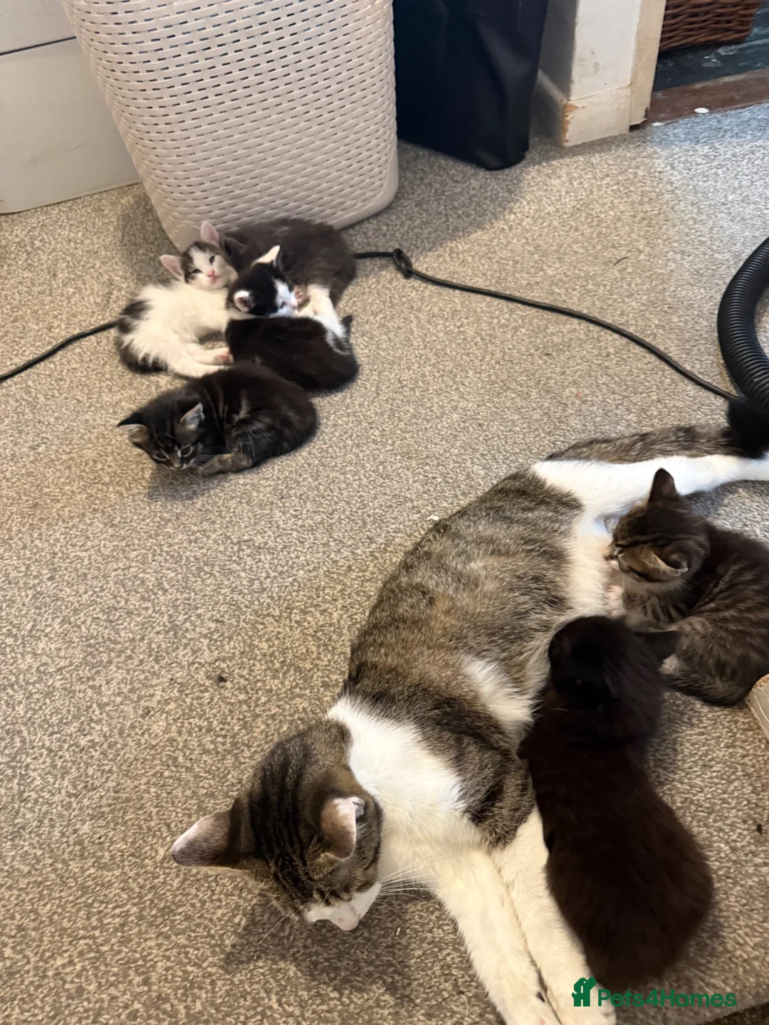 Mixed Breed cats for sale: 6 Gorgeous Kittens – Short & Fluffy –  - Advert 1