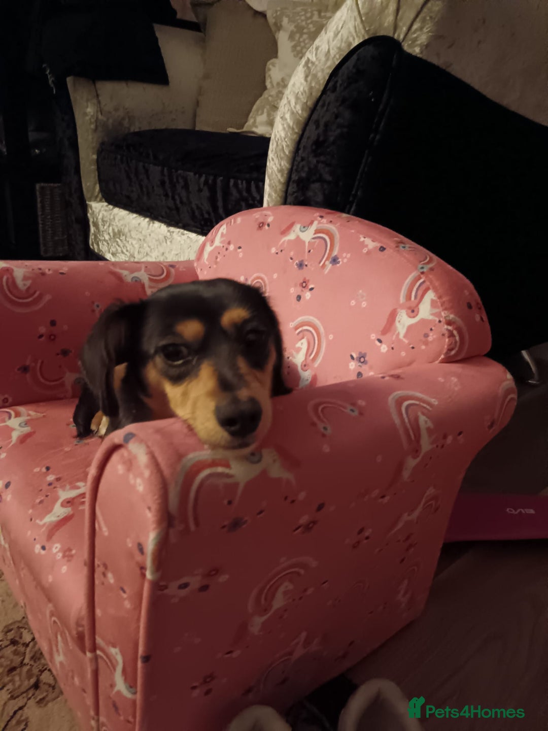 Dachshund dogs for sale: Dashhund for sale female - Image 3