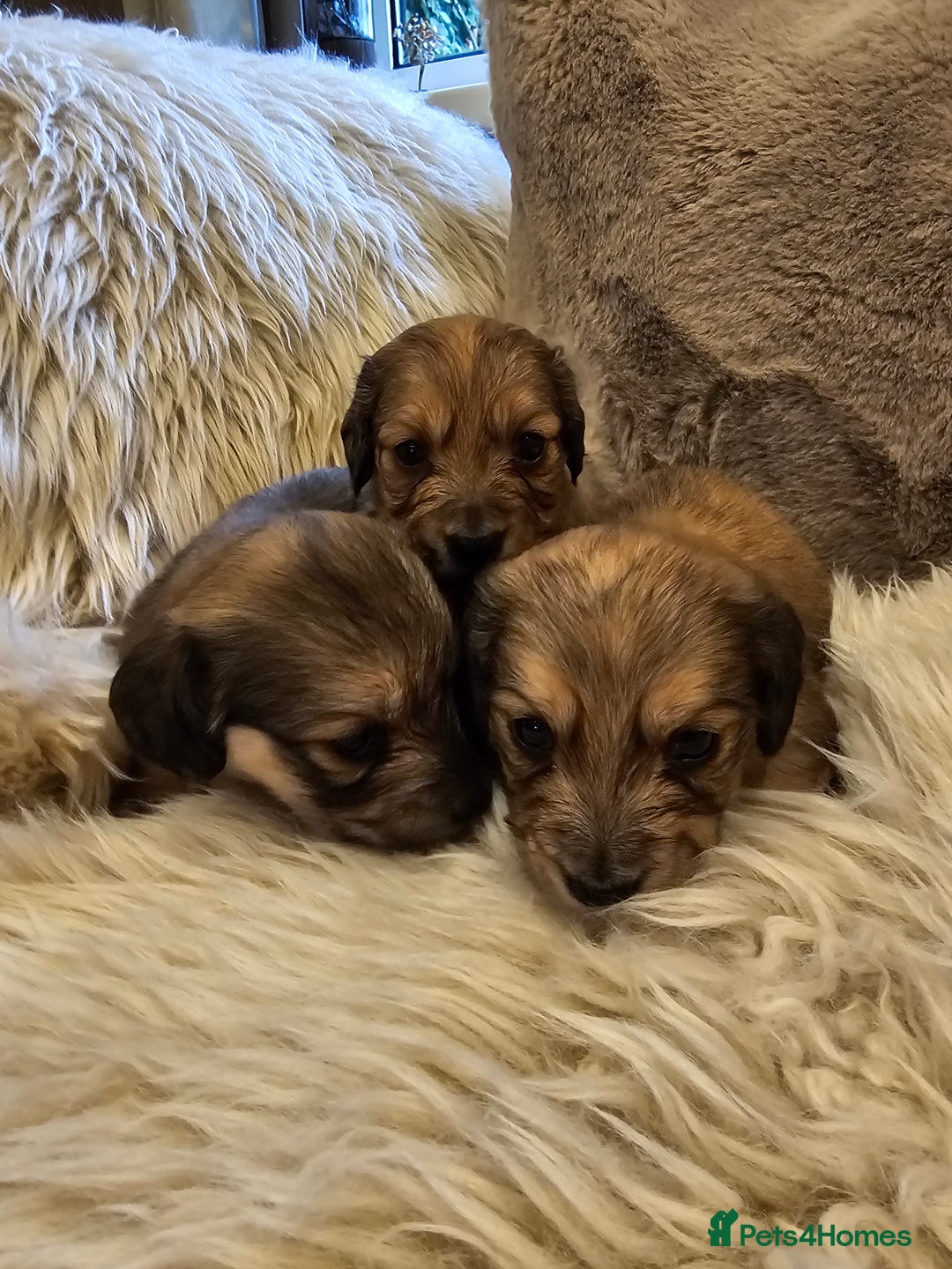 Miniature Dachshund dogs for sale: Cream Longhaired miniature dachshunds  - Advert 9
