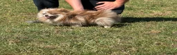 Pomeranian dogs for sale: Petite Adult Chocolate Merle Pomeranian 2.8kg  - Advert 10
