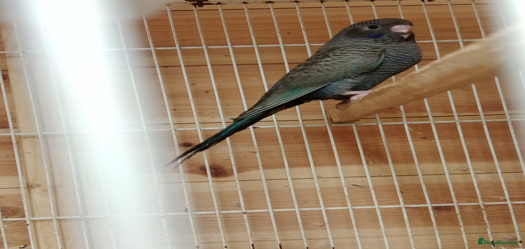 Gallery Image {{count}}