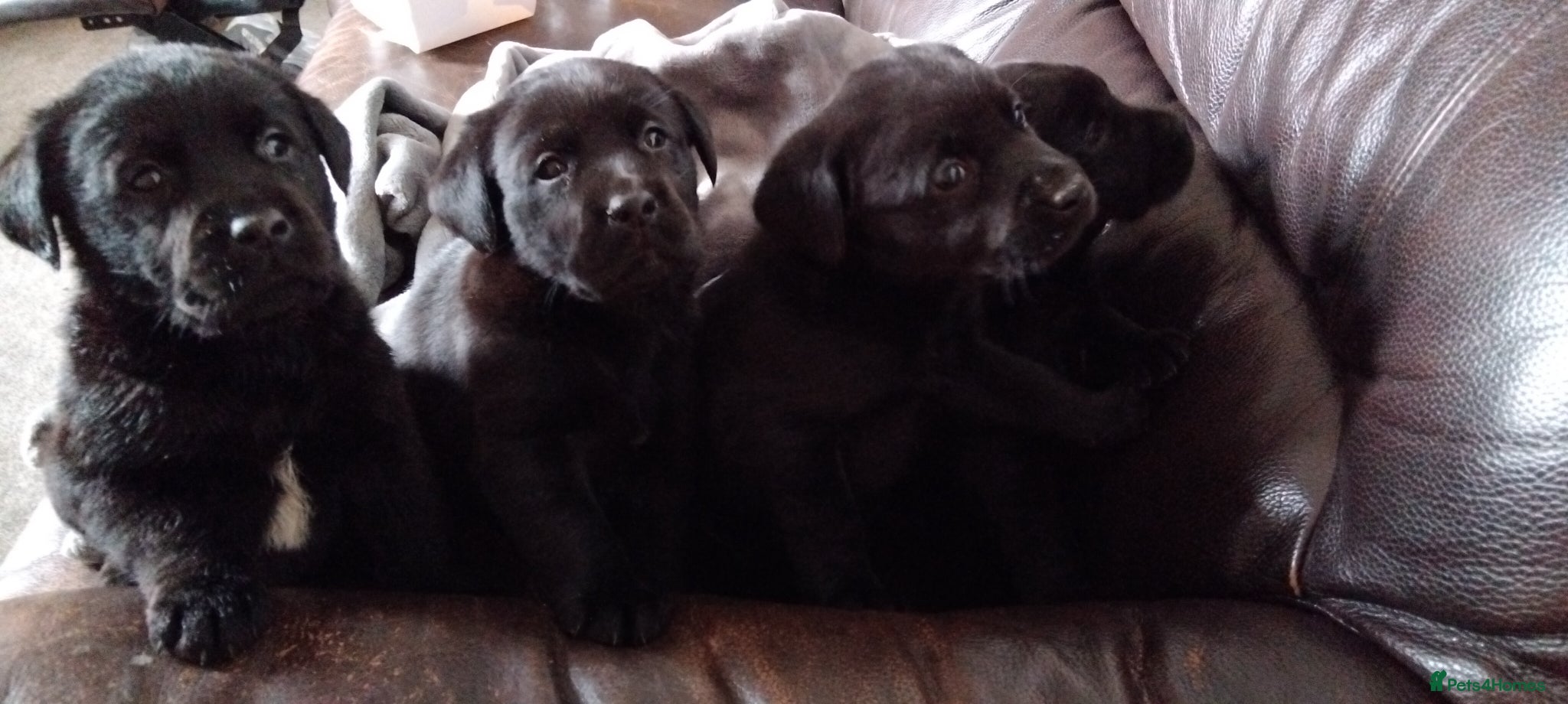 Labrador Retriever dogs KC Registered Stunning Labrador puppies  - Advert 2