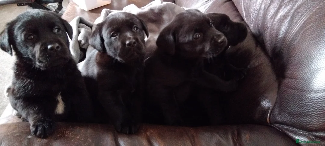 Labrador Retriever dogs for sale: KC Registered Stunning Labrador puppies  - Advert 1