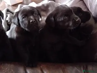 Labrador Retriever dogs KC Registered Stunning Labrador puppies - Advert 2