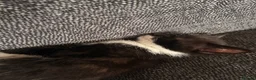 Domestic Shorthair cats for sale: Kittens for sale  - Advert 3