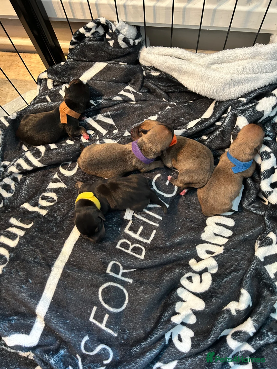 Jack Russell dogs for sale: Shelley  in Bristol - Advert 2