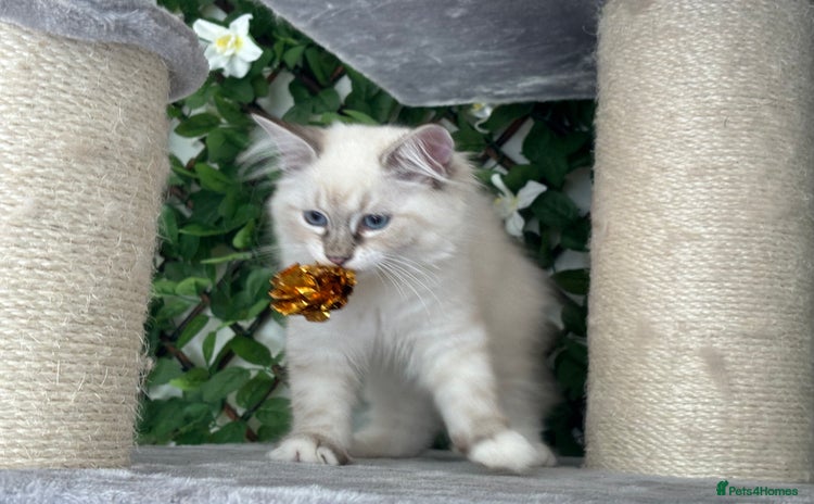 Ragdoll cats in Fordingbridge - Advert 1