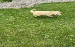 Golden Retriever dogs for sale: Healthy well socialised calm KC puppies - Image 17