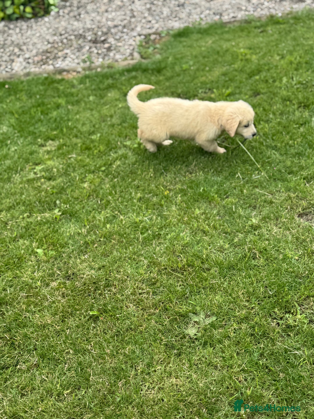 Golden Retriever dogs for sale: Healthy well socialised calm KC puppies - Image 17