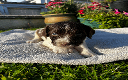 Sprocker dogs for sale: Sprocker Puppies - Image 2