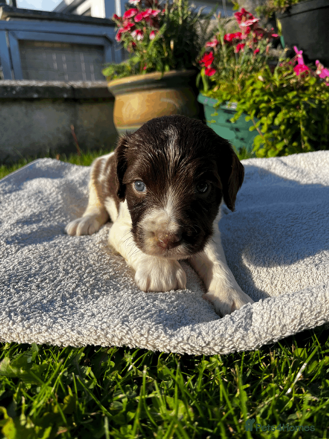 Sprocker dogs for sale: Sprocker Puppies - Image 2