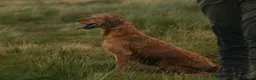 Goldador dogs for sale: Stunning Goldador puppies  - Advert 5