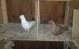 Pigeons birds for sale: Fantails and Iranian pigeons  - Advert 11