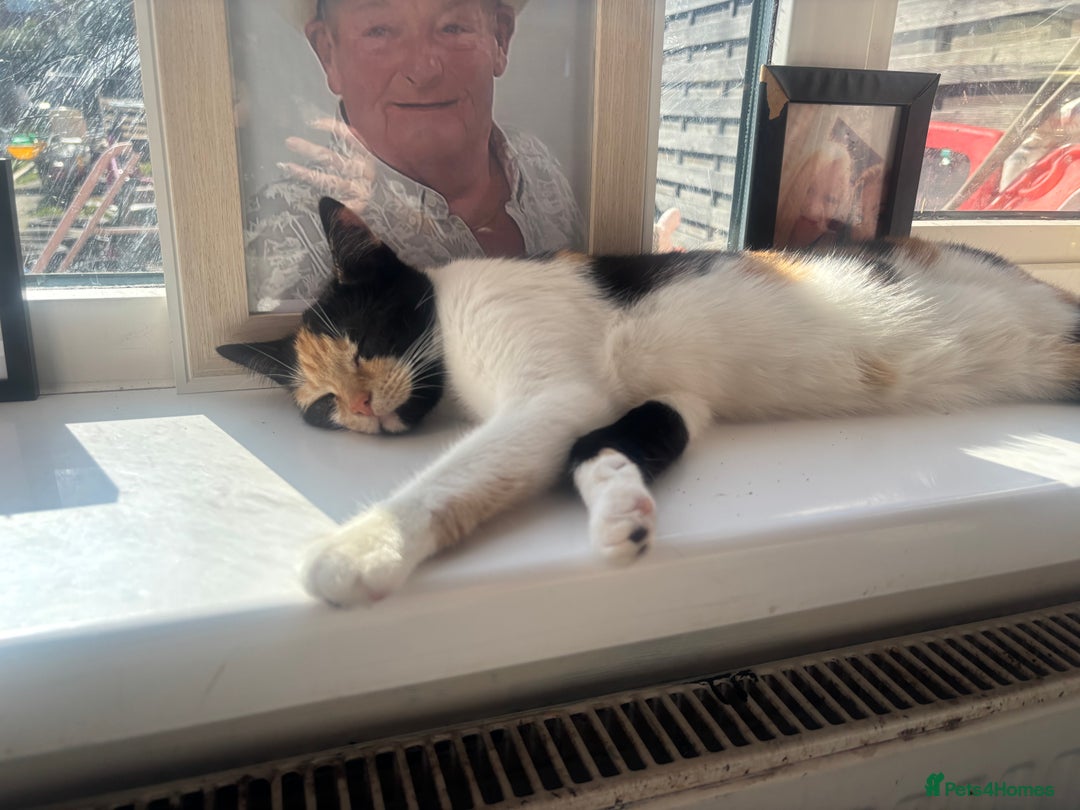Mixed Breed cats for sale: 2 female cats 1 year  - Image 4