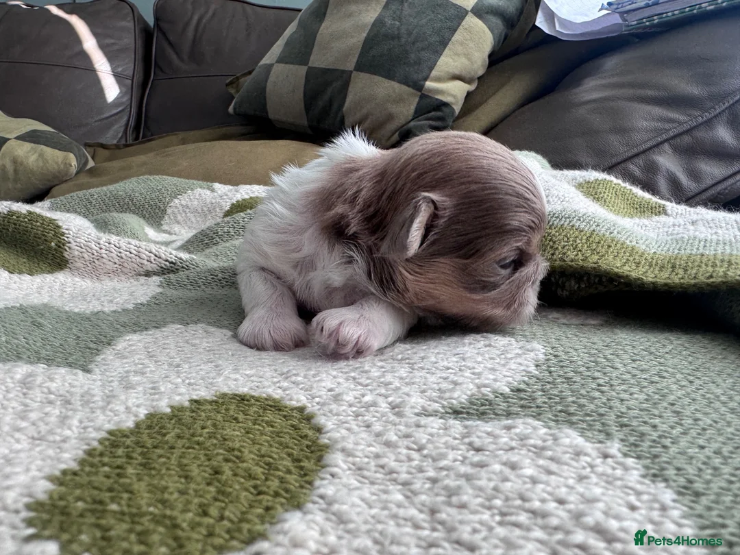 Shih Tzu dogs for sale: Mini Colourful Litter of Shihtzu  - Advert 1