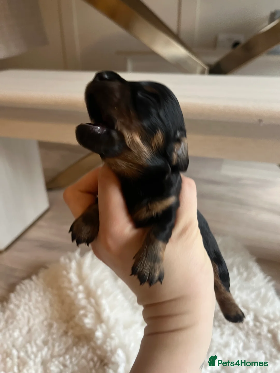 Miniature Dachshund dogs for sale: Miniature dachshunds for sale  - Advert 25