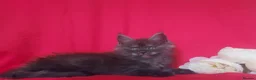 Maine Coon cats for sale: GCCF REGISTERED MAINE COON KITTENS FOR SALE  - Advert 30