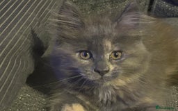 Maine Coon cats for sale:  2 beautiful maine coon kittens left - Image 6