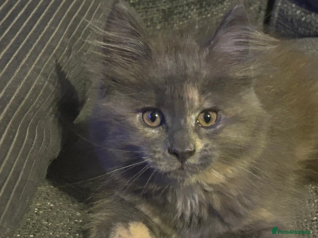 Maine Coon cats - Advert 1