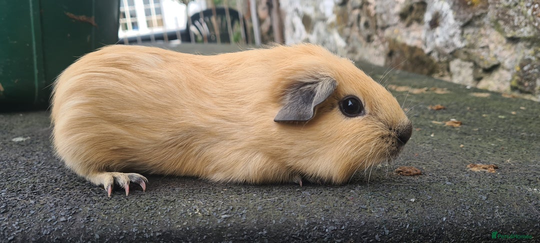 Guinea Pig rodents for sale: Californian baby male guinea pigs - Image 8