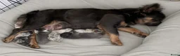 French Bulldog dogs for sale: 🌟FRENCH BULLDOG PUPPIES🌟 - Advert 10