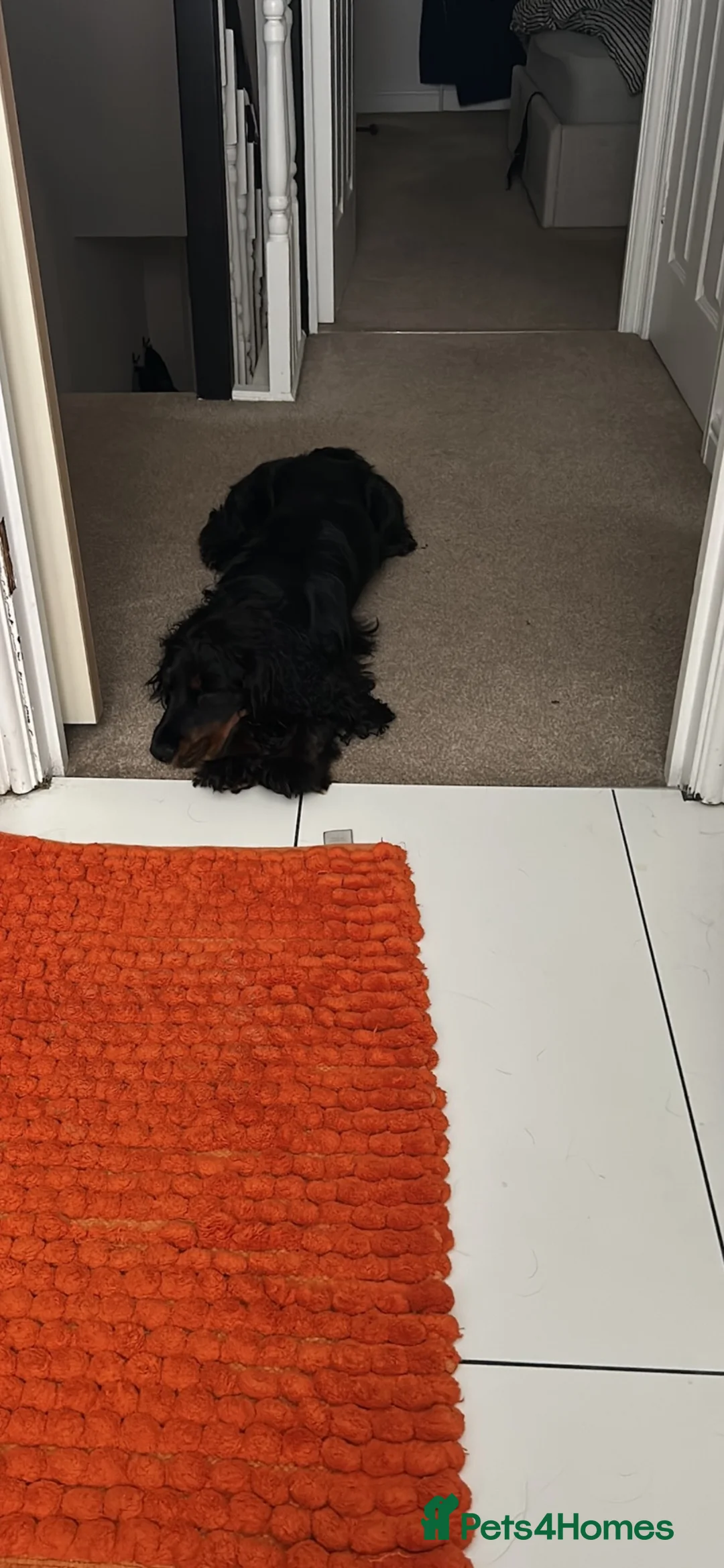 Cockapoo dogs for sale: Boba - Male cockapoo x cocker spaniel  in Market Rasen - Advert 15