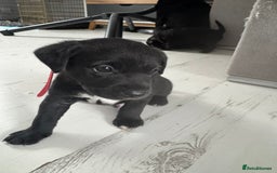 Mixed Breed dogs for sale: Beautiful puppys for sale  - Image 6