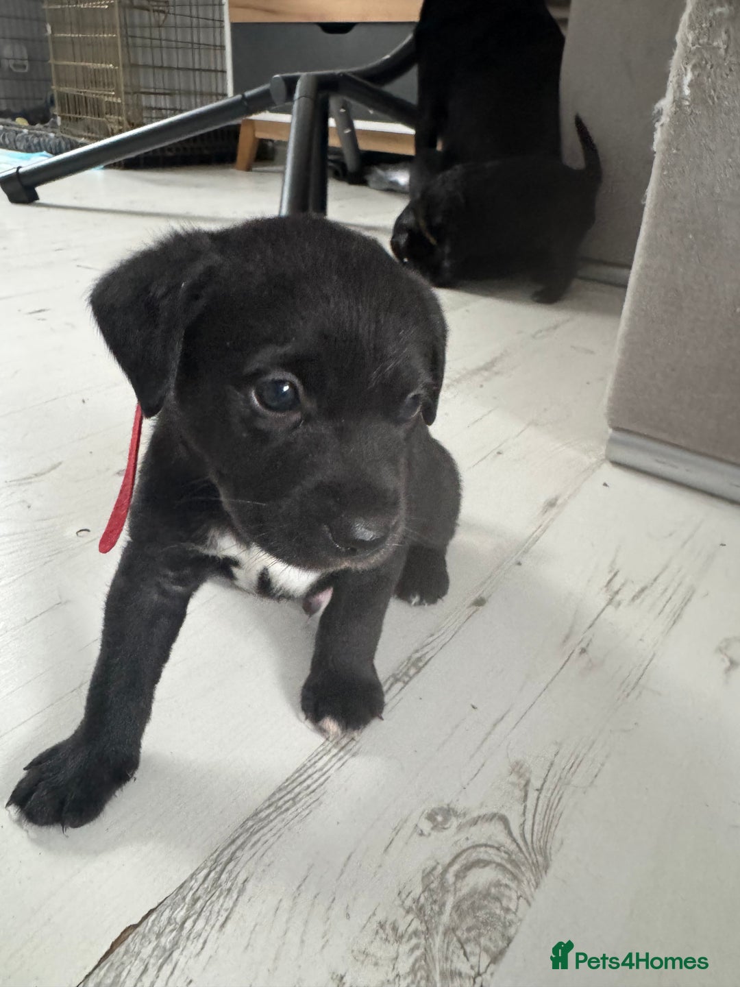 Mixed Breed dogs for sale: Beautiful puppys for sale  - Image 6