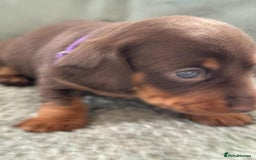 Miniature Dachshund dogs for sale: Mini Dachshund puppies   - Image 13