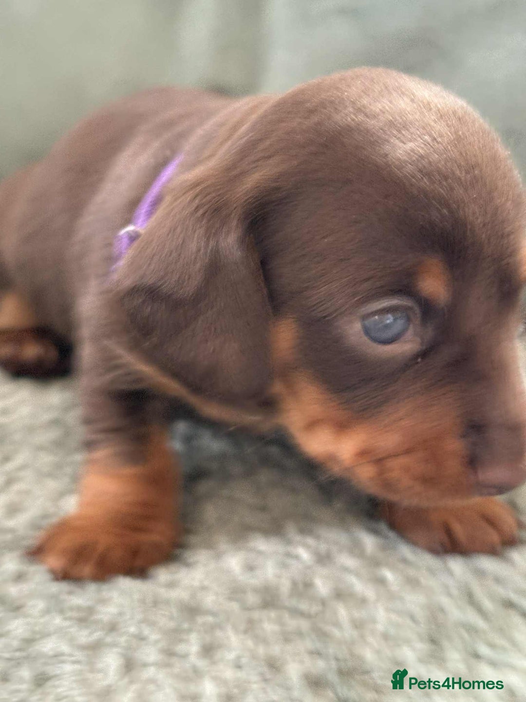 Miniature Dachshund dogs for sale: Mini Dachshund puppies   - Image 13
