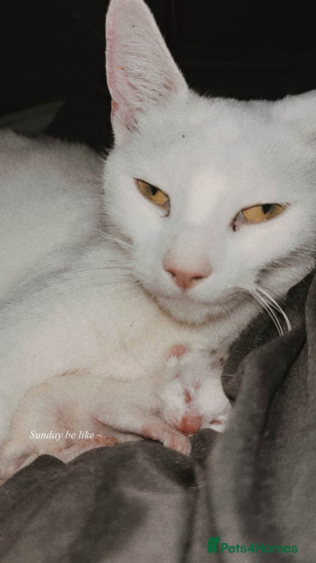 Turkish Angora cats Kittens for sale  - Advert 9