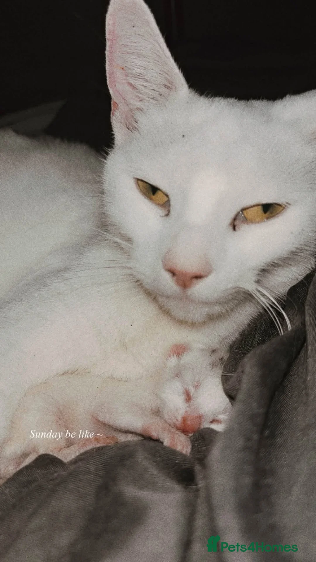Turkish Angora cats for sale: Kittens for sale  - Advert 1