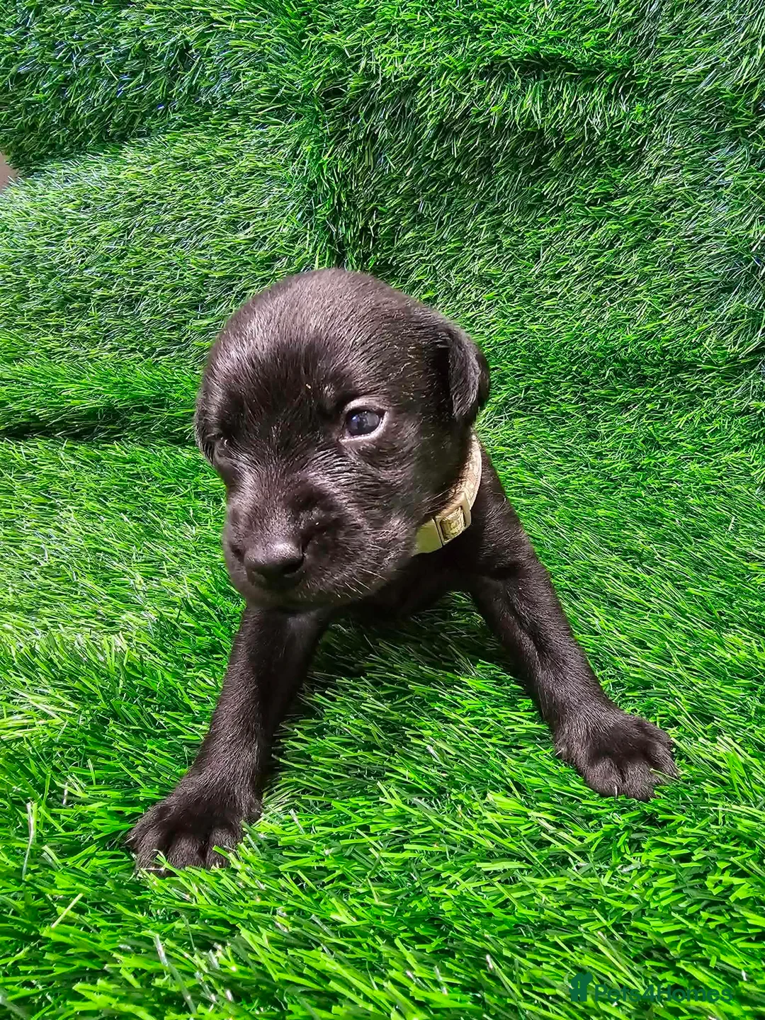 Labrador Retriever dogs for sale: Lovely Labrador puppy’s  in Taunton - Advert 2