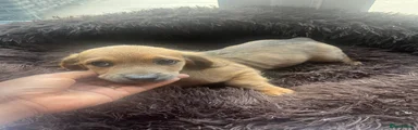 Chiweenie 1