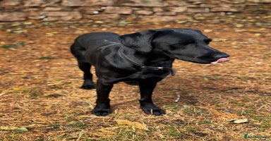 Labrador Retriever dogs - Advert 3