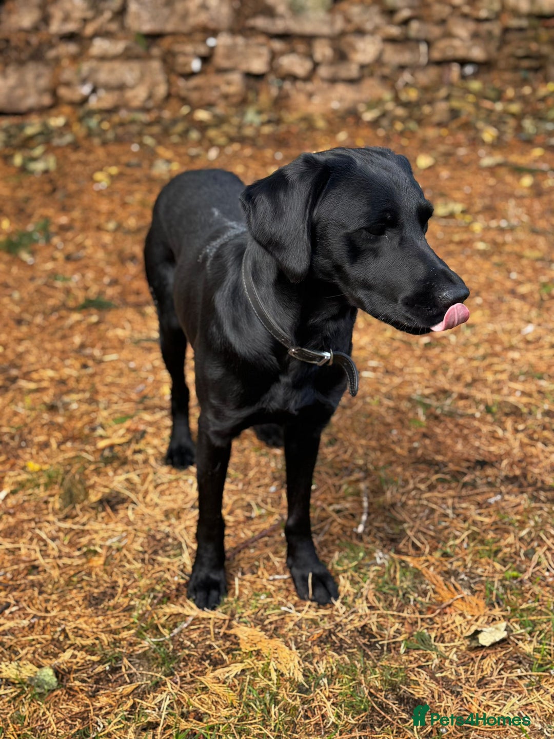 Labrador Retriever dogs for sale: Stunning black detection lab - Image 2