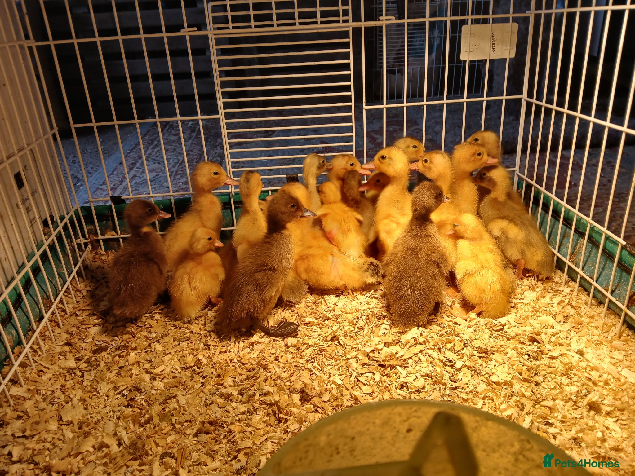 Ducks poultry Female ducklings - Advert 1