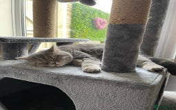 British Shorthair cats for sale: 1yr old male BSH for rehoming  - Image 6