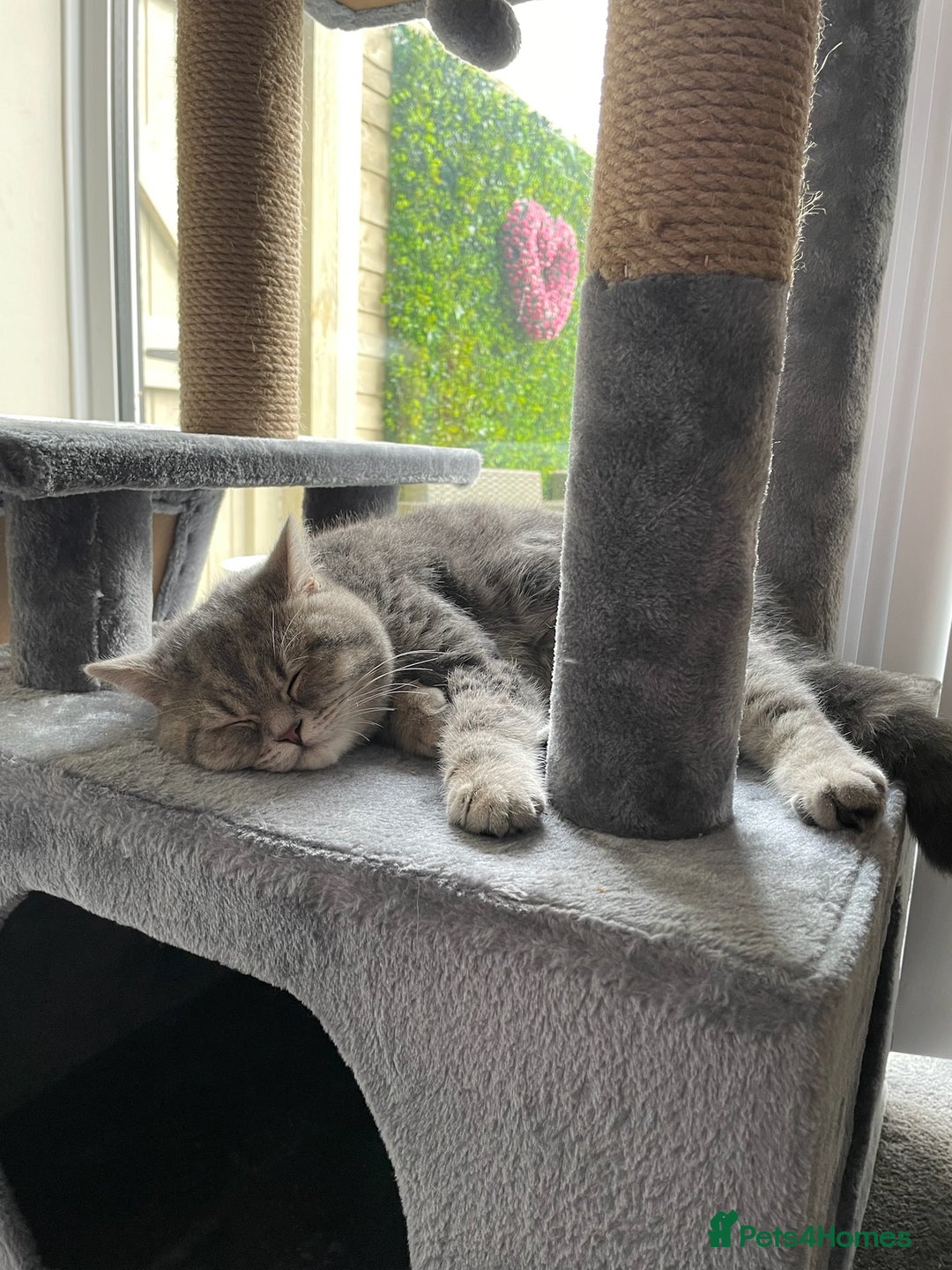 British Shorthair cats for sale: 1yr old male BSH for rehoming  - Image 6