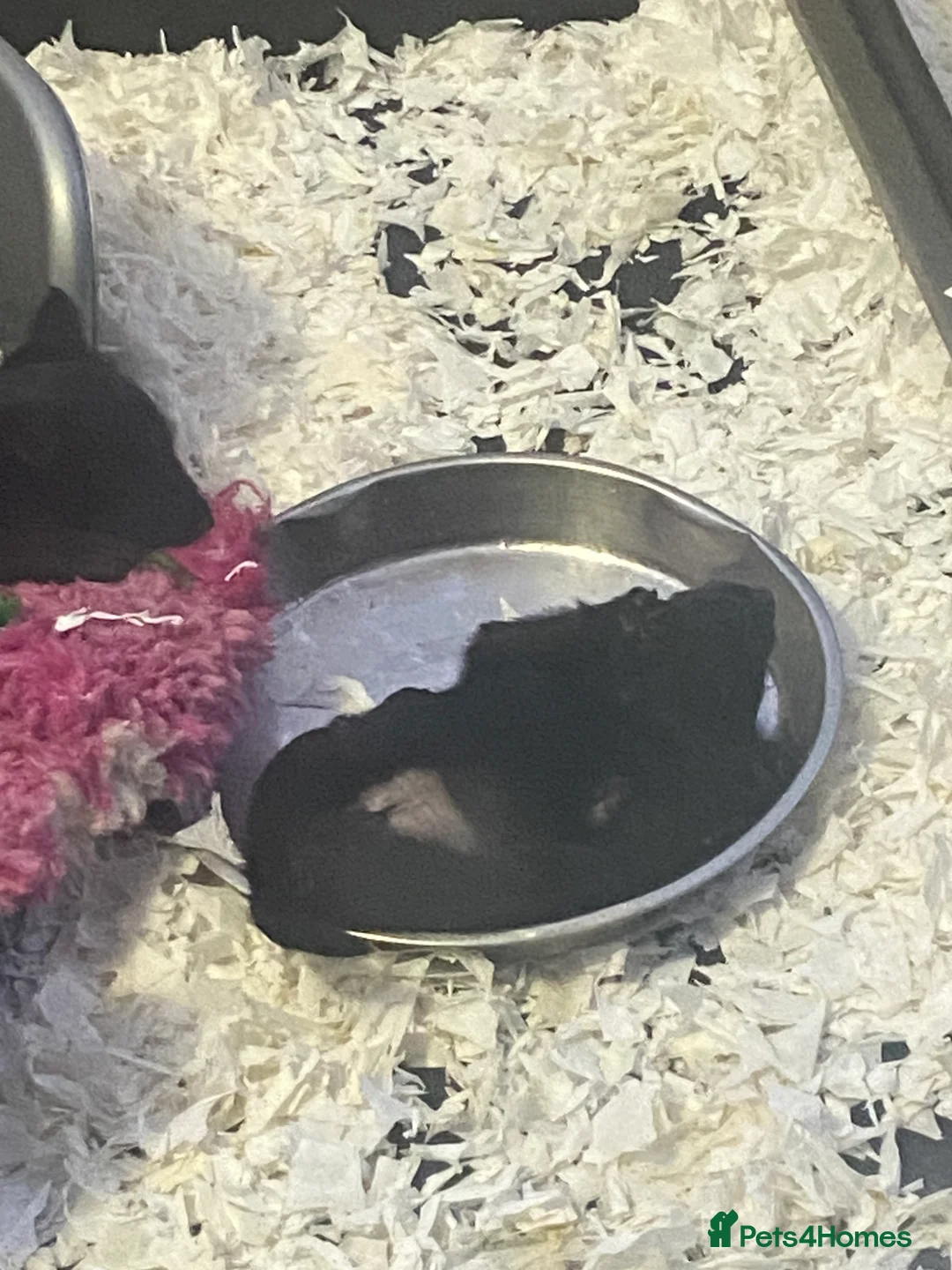 Scottish Terrier dogs for sale: Adorable Scottish Terror Puppies  - Advert 6