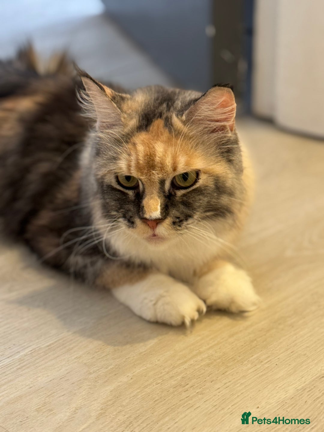 Maine Coon cats for sale: Gorgeous Shaded Line Maine Coon Kittens for sale - Image 12