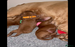 Cockapoo dogs for sale: American cockapoo - Image 4