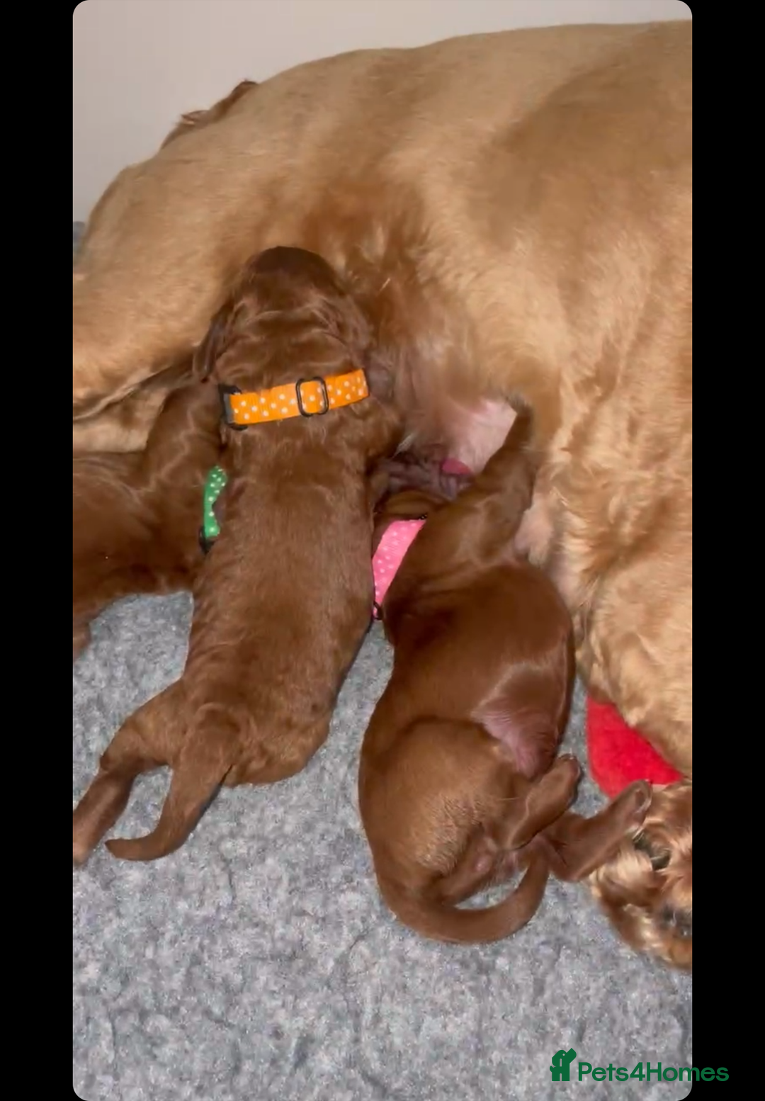 Cockapoo dogs for sale: American cockapoo - Image 4
