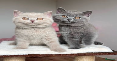 British Shorthair cats - Advert 6