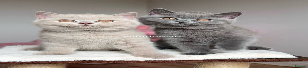British Shorthair Lilac girl