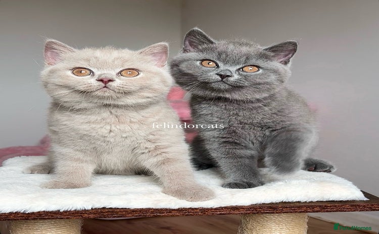 British Shorthair cats - Advert 15