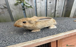 Mixed Breed rabbits for sale: Mixed breed boys free to good home  - Image 7