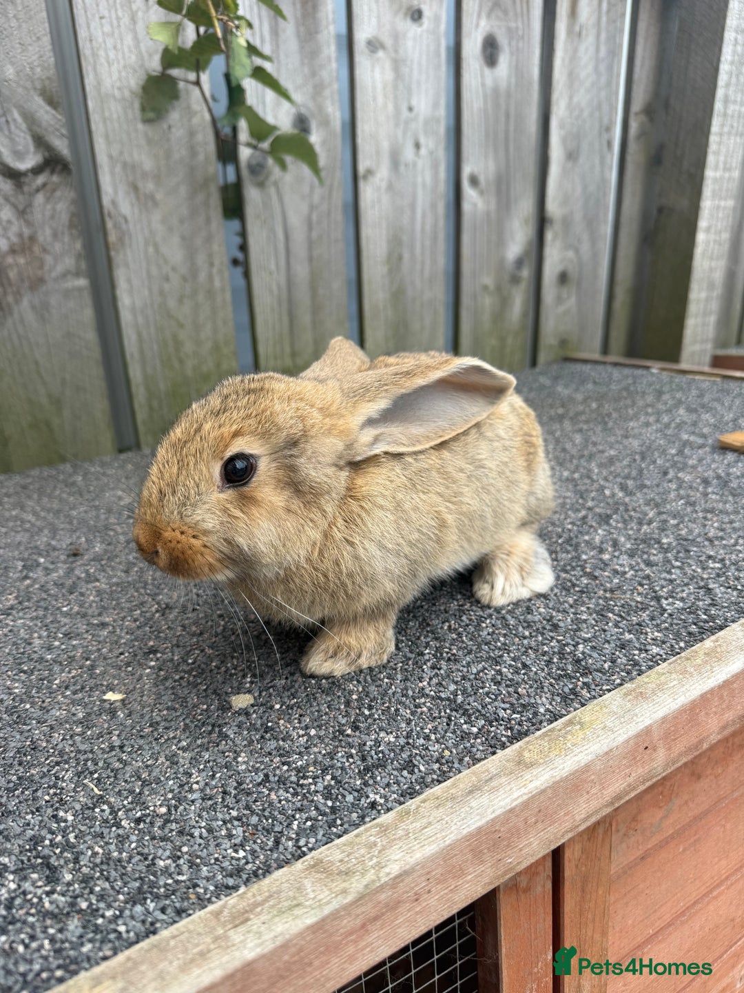 Mixed Breed rabbits for sale: Mixed breed boys free to good home  - Image 7