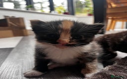 Ragdoll cats for sale: 4 Beautiful Fluffy Ragdoll Cross Kittens  - Image 3