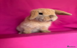 Mini Lop rabbits for sale: Two of tiny mini lop babies ready to leave now!  - Image 1